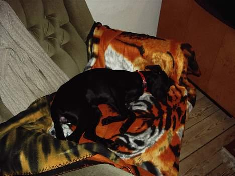 Xoloitzcuintle Mia - Hedehusets Kahlua billede 9