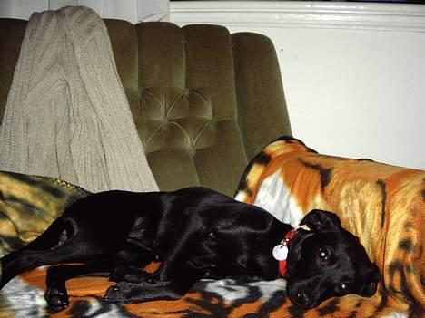 Xoloitzcuintle Mia - Hedehusets Kahlua billede 10