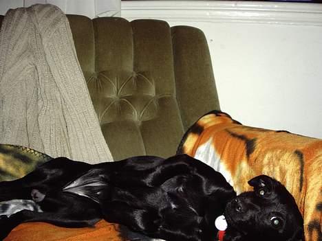 Xoloitzcuintle Mia - Hedehusets Kahlua billede 11