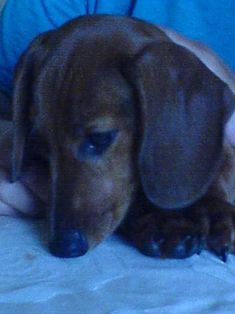 Gravhund Felix billede 20