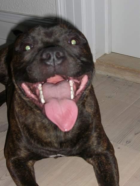 Staffordshire bull terrier Loui billede 17