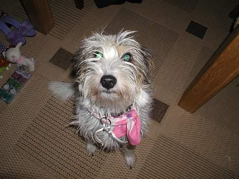 Blanding af racer MOLLIE - Hej Mor.... ta´lige et billede af mig..... billede 3