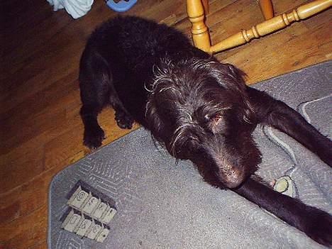 Ruhåret hønsehund bonnie billede 2