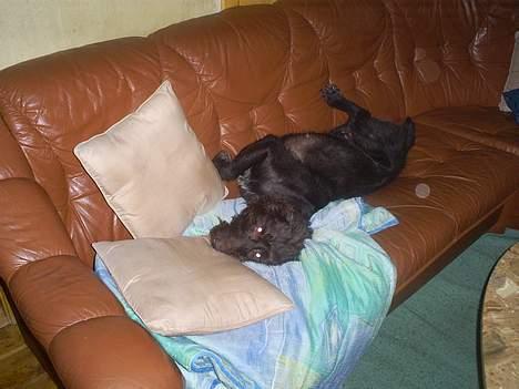 Ruhåret hønsehund bonnie billede 3