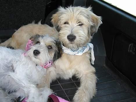 Blanding af racer MOLLIE - Ja! Så fik jeg mig en kæreste Yasoo, men han bed og tæskede mig så han måtte flytte igen... riigtig trist historie... billede 4