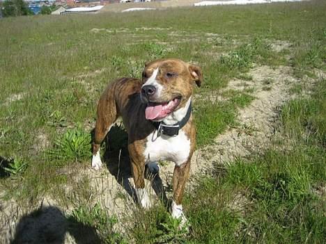 Amerikansk staffordshire terrier Enzo aKa Bullet - mor til enzo billede 13