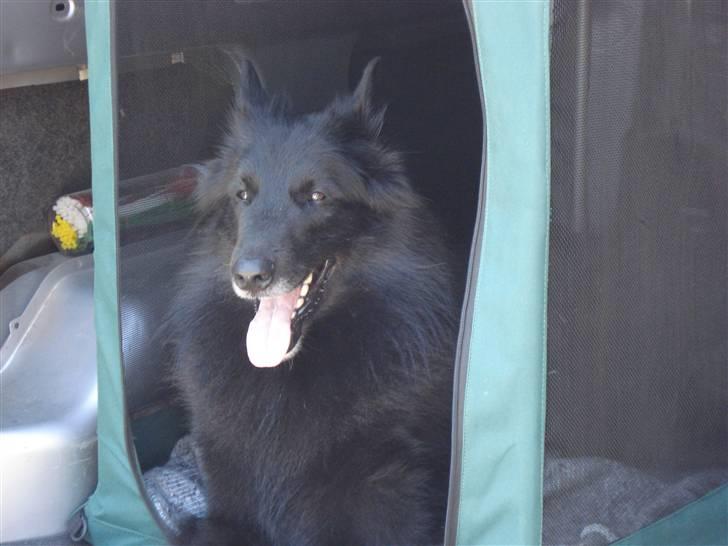 Groenendael De Fait Ami Aramis  billede 2