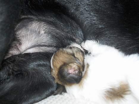 Blanding af racer Betty boop - Da jeg nu kun var / uger fik jeg lige lov til at få lidt mælk fra min nye hunde mor Bertha :) billede 6