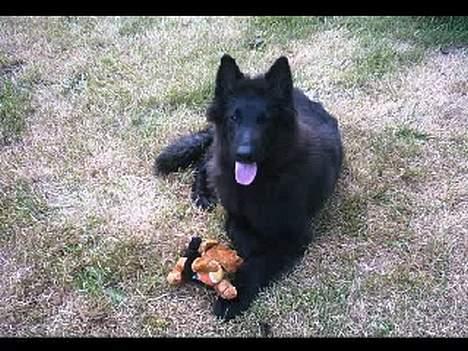 Groenendael De Fait Ami Aramis  billede 4