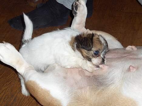 Blanding af racer Betty boop - uf jeg fik skam os lov af min nye nabo ;) billede 8