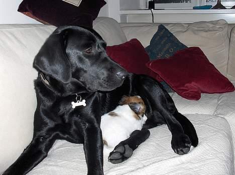 Blanding af racer Betty boop - Min Smukke Labrador Bertha <33 / første billede af hende hvor hun ikke lukker øjnene :P billede 10