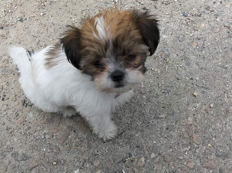 Blanding af racer Betty boop - er jeg ikke lækker :) billede 12