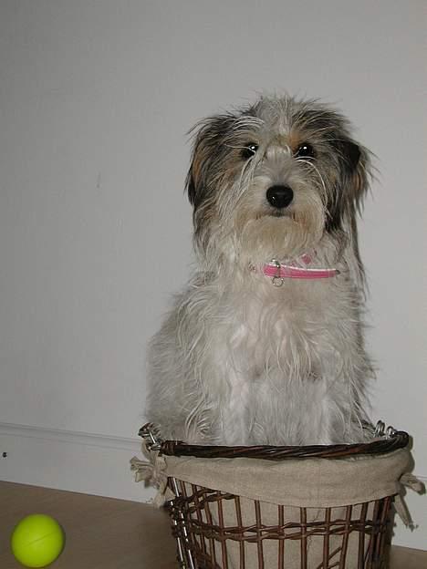 Blanding af racer MOLLIE - Okay...Okay, du sagde op i kurven ik??? billede 5