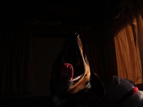 Blanding af racer fnis  - mor jeg gider ikk op nu  det er for tidlig på dagen .. billede 10