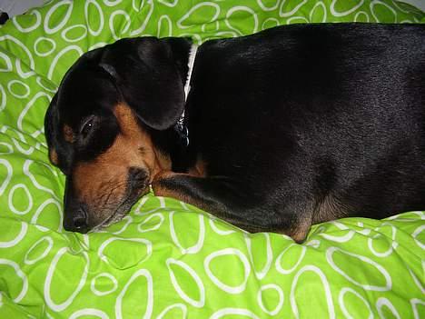 Blanding af racer fnis  - sover lige med potterne under hovedet billede 11