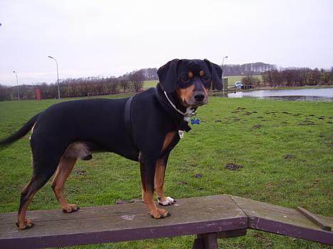 Blanding af racer fnis  - en smal sag  men flot udsigt billede 12