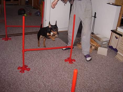 Blanding af racer fnis  - jeg kan bare det her billede 13