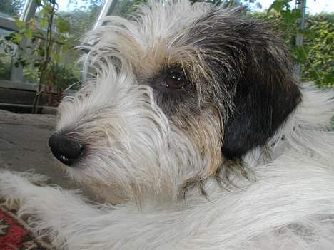 Blanding af racer MOLLIE - Her er jeg så i haven, der bor jeg hele sommeren med min mor..... billede 6