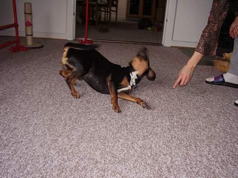 Blanding af racer fnis  - kan os rulde runt billede 14