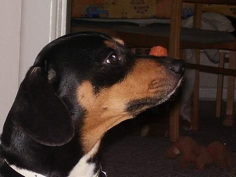 Blanding af racer fnis  - kan i os se den billede 15