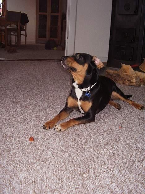 Blanding af racer fnis  - mor hvornår må jeg få den billede 16