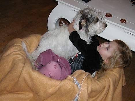 Blanding af racer MOLLIE - Først er jeg altså moster til hende hersens Jacqueline, vi elsker at kæle i min kurv.... billede 7