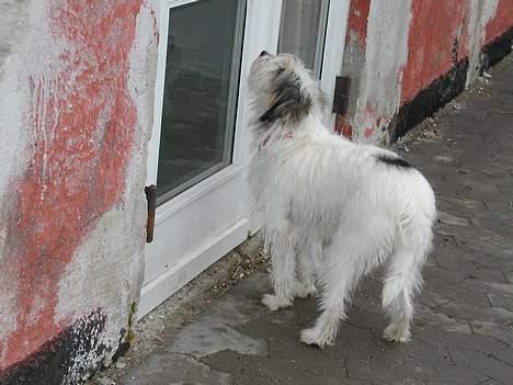 Blanding af racer MOLLIE - Mon Janne lukker op med en godbid idag? billede 8