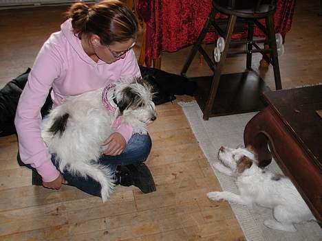 Blanding af racer MOLLIE - Her sidder jeg å i skødet på min menneskesøster og kigger frundret på lille Bella Rozina.... min egen lille datter!!!! billede 9