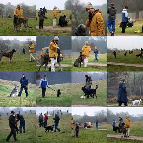 Irsk ulvehund Sirius - Et par billeder fra hundeskolen, som jeg elsker billede 3