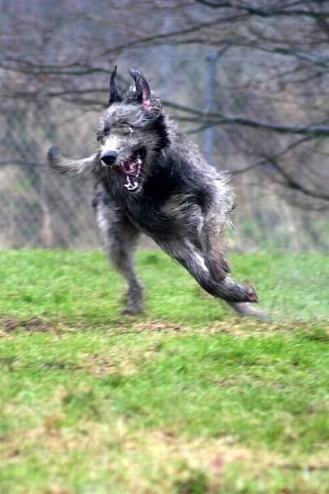 Irsk ulvehund Sirius - Nu kommer jeg og fanger dig billede 4