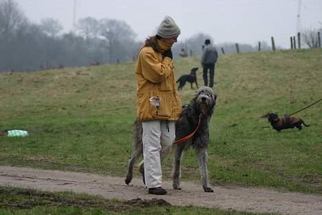 Irsk ulvehund Sirius - Hvad fortæller Benedikte mon SIrius ? billede 5