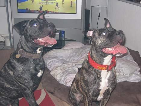 Dogo canario Gucci - Gucci og hendes bror Flemming billede 9