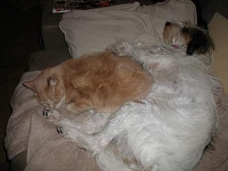 Blanding af racer MOLLIE - Her varmer jeg min dejlige vense Odin, der ligger syg... han måtte aflives få dage efter, blev 14 år billede 10