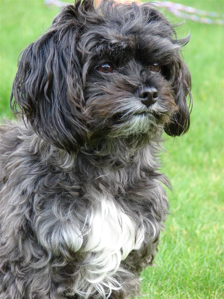 Blanding af racer Raija - Verdens blødeste hund! billede 1