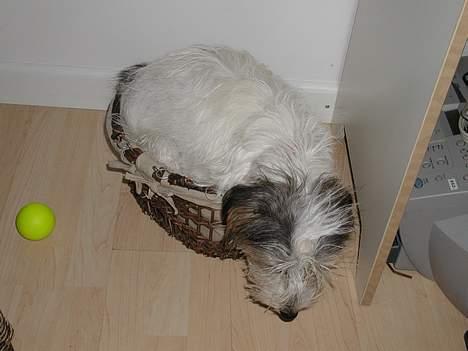 Blanding af racer MOLLIE - Moaaaaaaaaa............ Min seng er krympet??????? billede 11