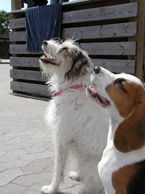 Blanding af racer MOLLIE - Her sidder jeg med lilleViktor billede 13