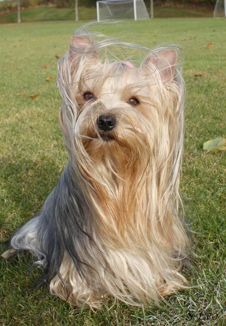 Yorkshire terrier SteelblueCollectionCarmen - Verdens smukkeste hund! billede 2