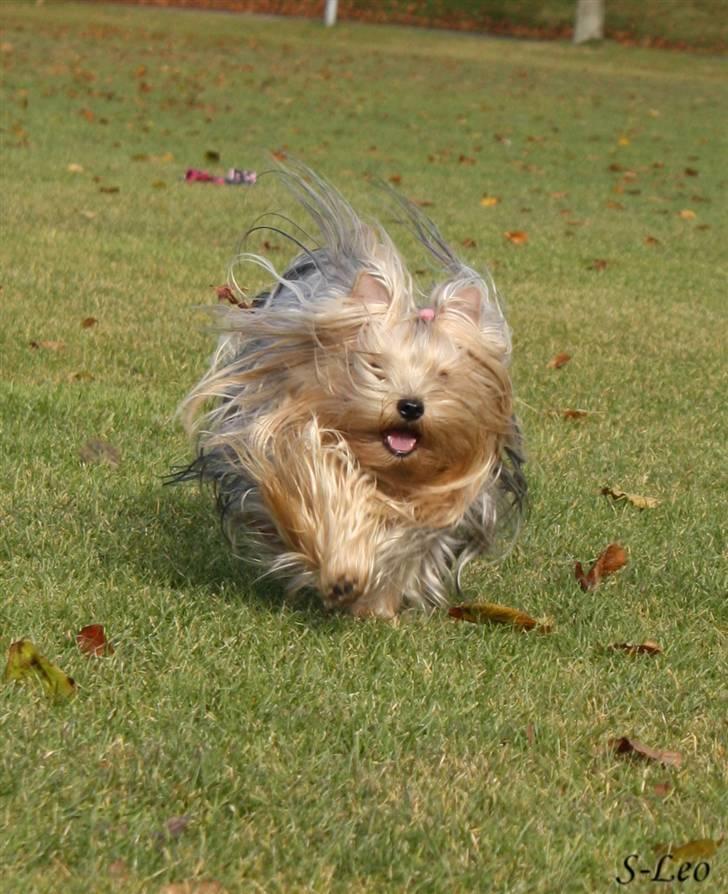 Yorkshire terrier SteelblueCollectionCarmen - Woooh! Moar! billede 7