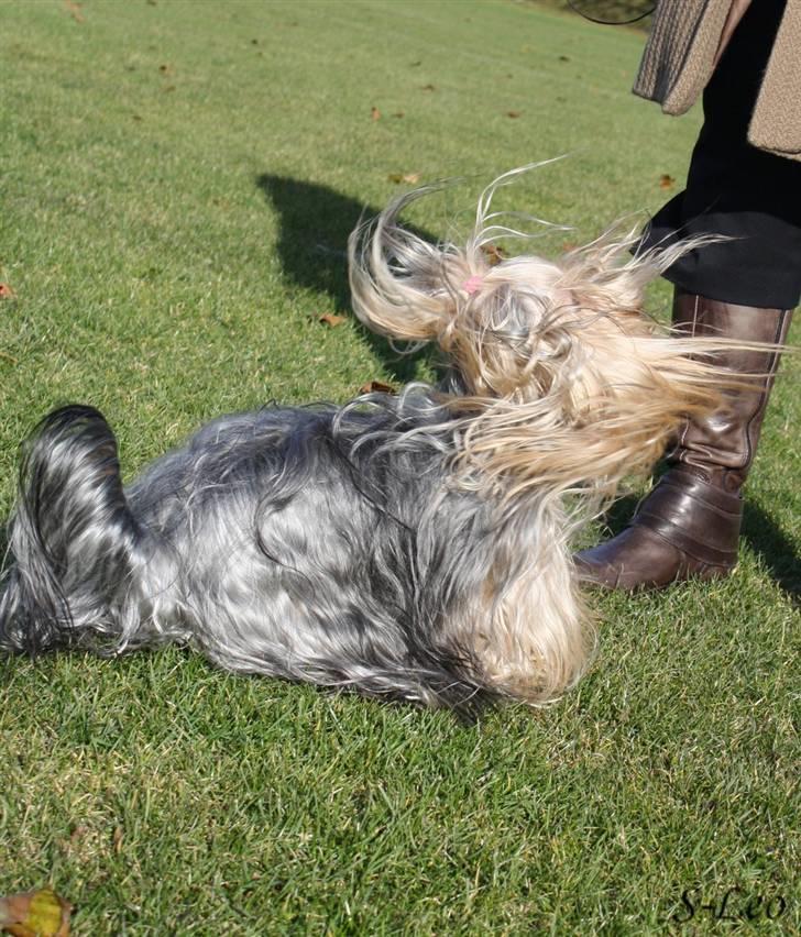 Yorkshire terrier SteelblueCollectionCarmen - Sådan ser en meget behåret hund ud når den gør! billede 8