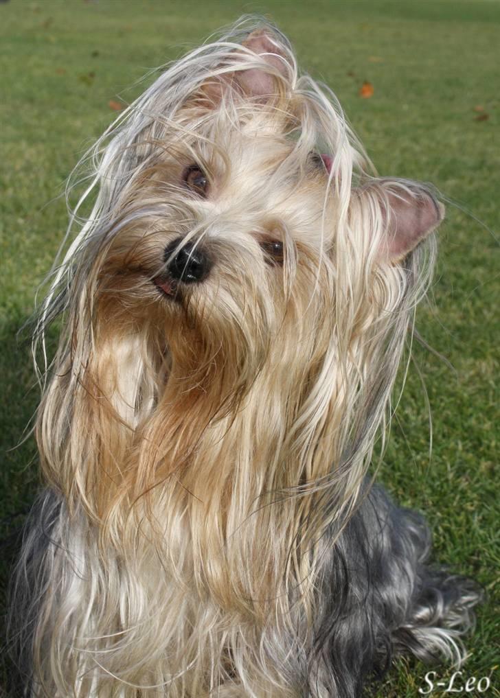 Yorkshire terrier SteelblueCollectionCarmen billede 9