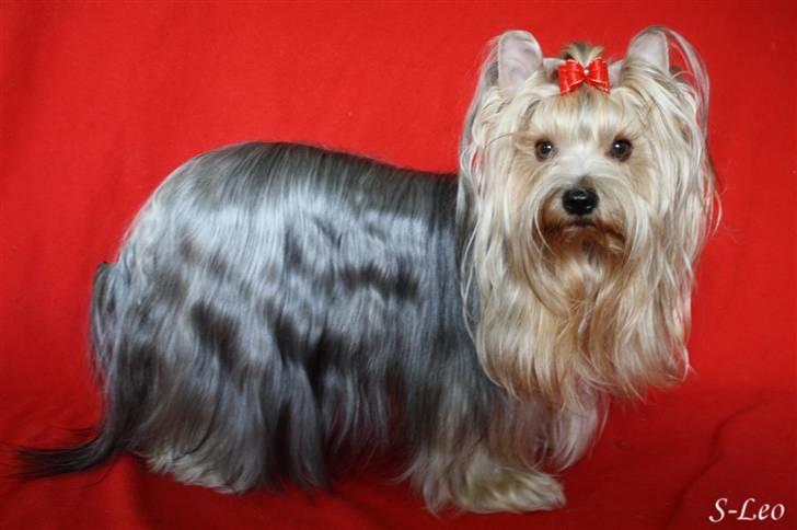 Yorkshire terrier SteelblueCollectionCarmen - Jeg kan også være flot, selvom jeg er en laban det meste af tiden. billede 4