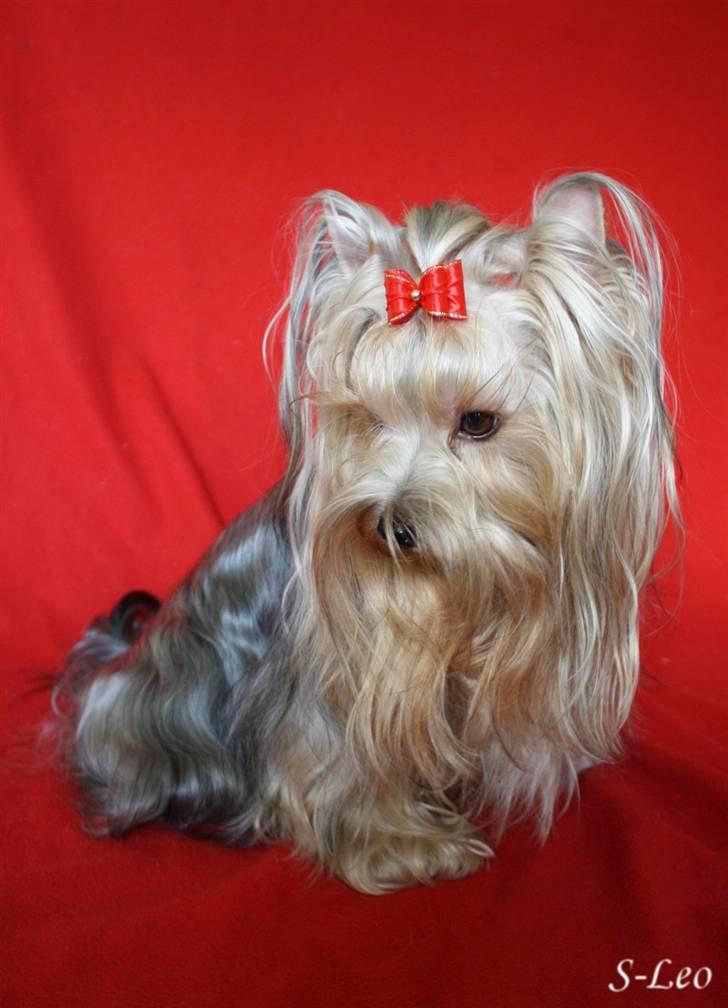 Yorkshire terrier SteelblueCollectionCarmen - Moar? Hvis jeg er rigtig charmerende, må jeg så gå? billede 6