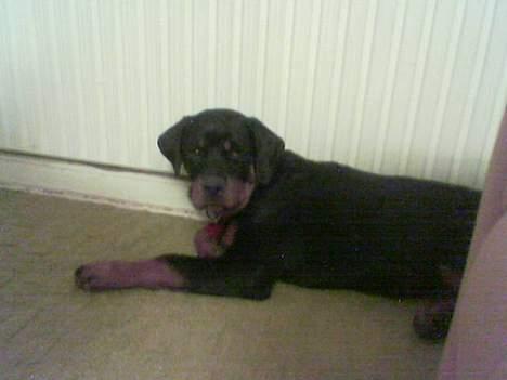 Rottweiler Julle billede 1