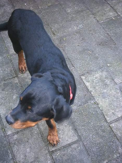 Rottweiler Julle billede 2
