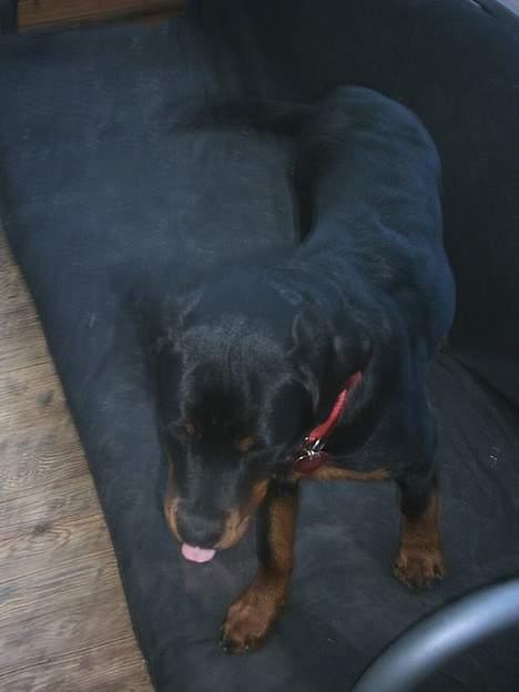 Rottweiler Julle billede 3