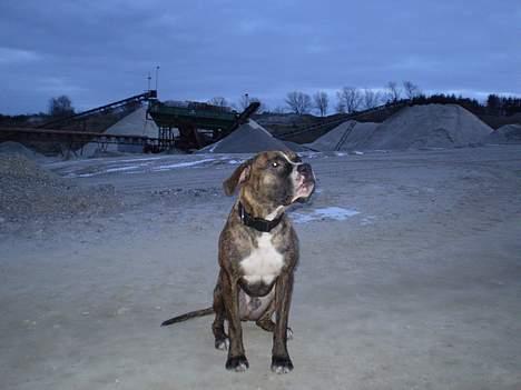 Blanding af racer Oscar  R.I.P. - Jeg sidder da fint..:o) billede 18