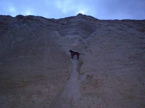 Blanding af racer Oscar  R.I.P. - Bjerg geden Oscar, hi hi... billede 19