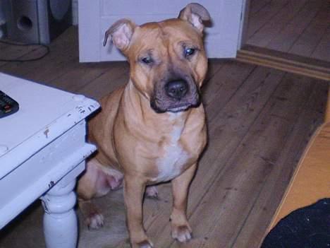 Amerikansk staffordshire terrier Freja billede 9