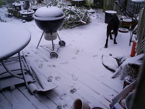 Ruhåret hønsehund bonnie billede 4