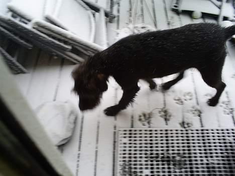 Ruhåret hønsehund bonnie billede 6